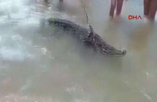 Evcil timsahıyla sahilde turladı