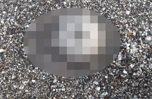 Samsun'da sahile vurdu hemen ekiplere bildirdiler