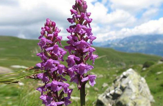 Orkide soğanı toplayan kişiye rekor ceza