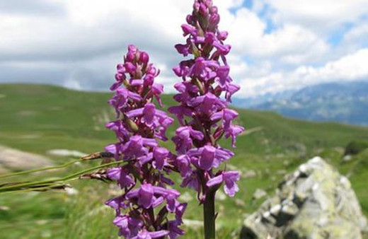 Yabani orkide için 42 bin lira ceza kesildi