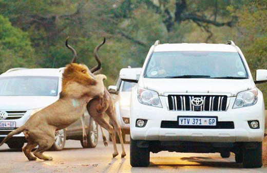 Böylesi hiç görülmedi! Aslan arabaların ortasında bir anda...