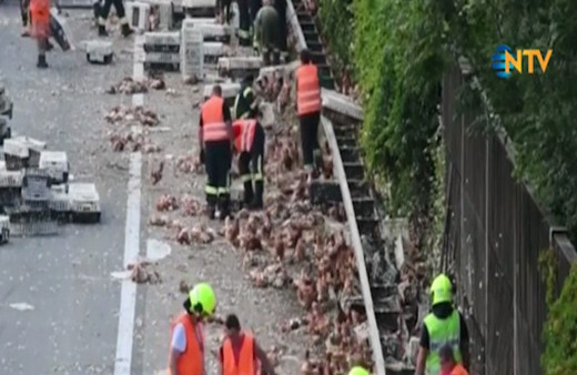 Binlerce tavuk yola fırladı