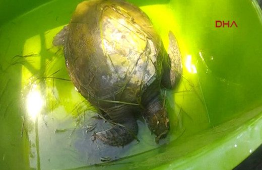 Yaralı kaplumbağa için seferberlik