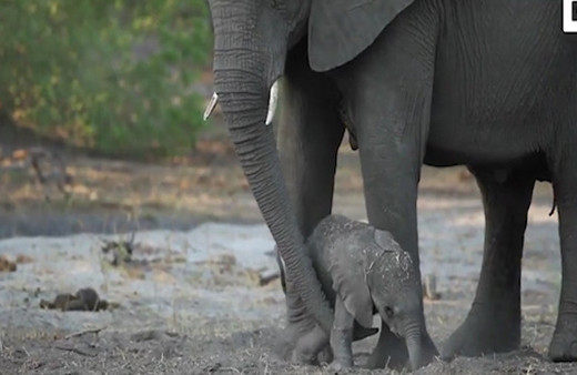Yeni doğan yavru filin llk defa ayaklarının üzerinde durmaya çalıştığı anlar