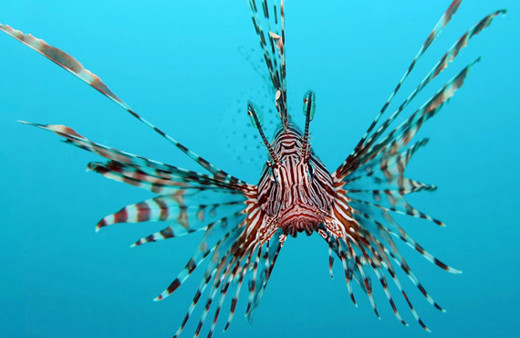 Antalya sahillerine ulaştı! Denize girenler dikkat