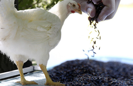 Bu gelişme herkesi heyecanlandırır damızlık tavuk ve siyah pirinç
