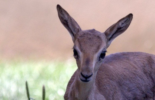 Bakanlığın ilk yavru ceylanı dünyaya geldi 