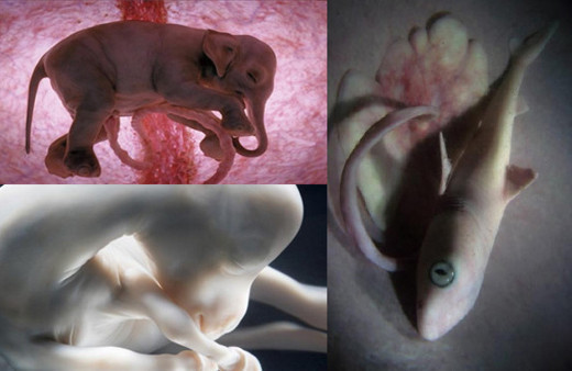 Hayvanların anne rahmindeki görüntüleri