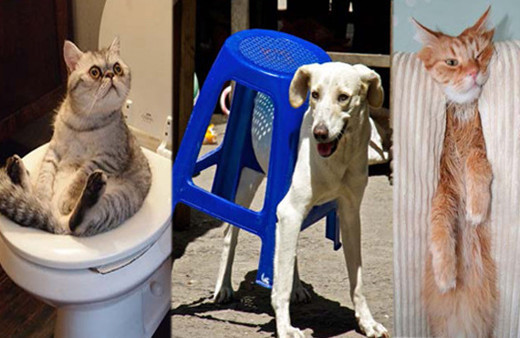 Eşyaları anlamları dışında kullanan hayvanlar güldürdü