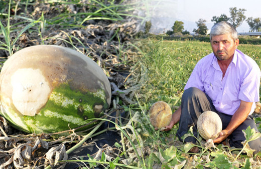 Çiftçi şaşkın! Binlerce dönümlük kavun-karpuz böyle oldu