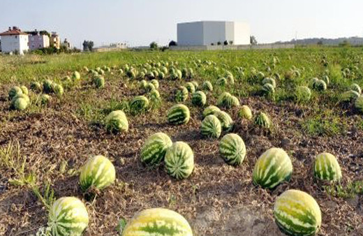 Çiftçi şaşkın! Binlerce dönümlük kavun-karpuz böyle oldu