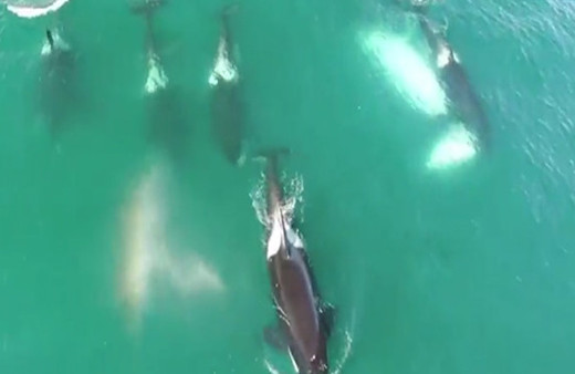 Balina yiyen katil balinalar