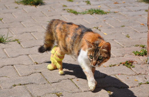 Bacakları kopan hamile kediye protez