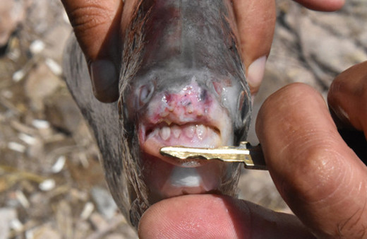 Kızılırmak'ta pirana dehşeti! Son 20 günde 3. kez...