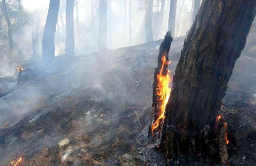 Kazdağları'nı o yakmış! Sebebine bakın şoke olacaksınız