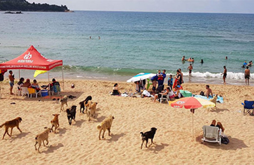 Plajda panik anları: Bir anda sürü halinde geldiler!