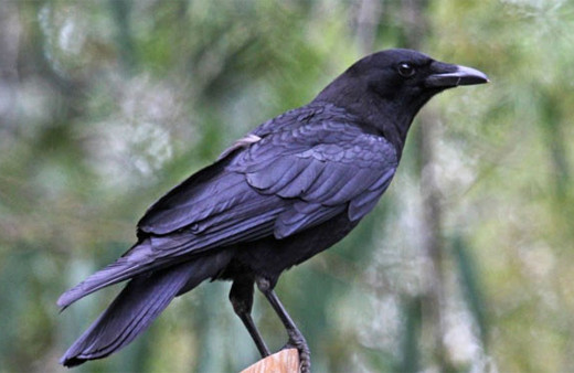 Eve giren karga yedi aylık bebeği öldürdü