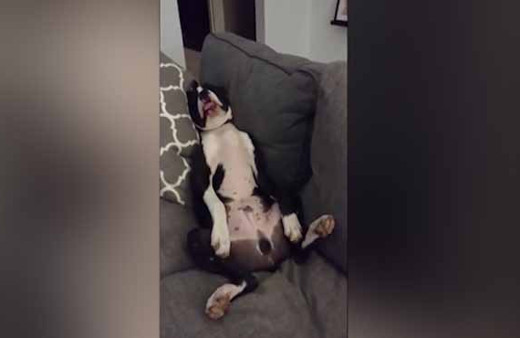 Dünyanın en rahat köpeği