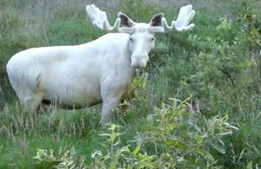 İsveç'te eşi benzeri bulunmayan beyaz geyik görüntülendi
