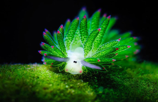 Yoksa siz hiç deniz koyunu görmediniz mi?