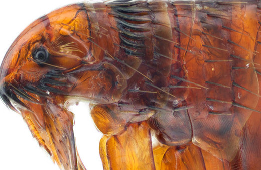 ABD'de veba alarmı: Halka uyarı yapıldı