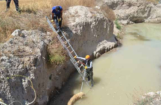 Çukura düşen köpek böyle kurtarıldı