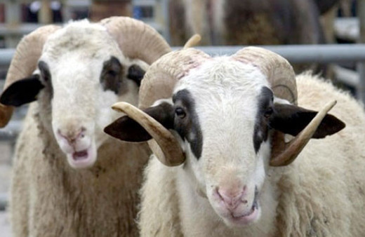 Kredi kartı ve banka kredisiyle kurban kesilir mi? Diyanet açıkladı