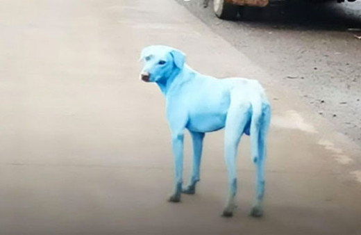 Mavi köpeklerin esrarı çözüldü sebebi ürkütücü