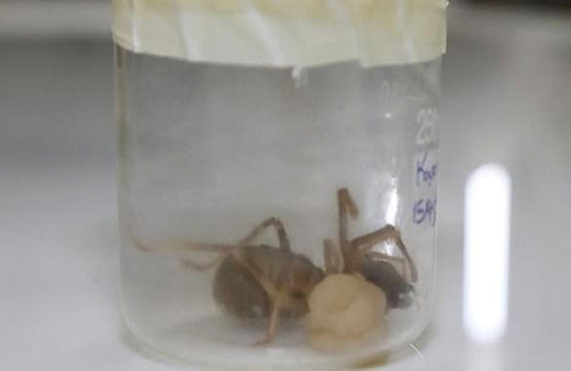 Uzmanlar açıkladı et yiyen örümcekler zararsız