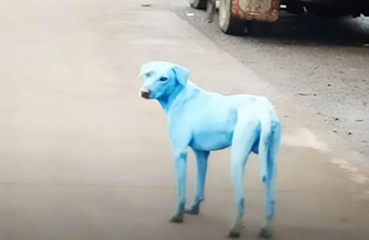 Dünyayı ayağa kaldıran mavi köpeklerin esrarı çözüldü