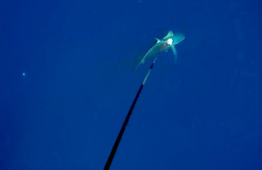 Kendisine saldıran köpek balığını komalık eden adam