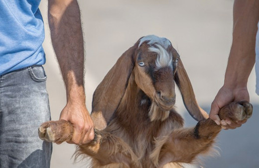 İstanbul kurban fiyatları 2017 dana, koç, koyun kaç lira?