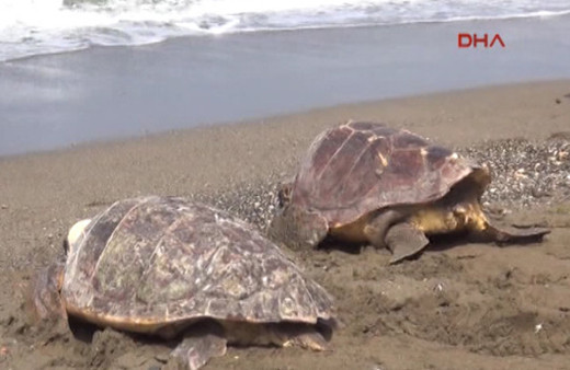 Tedavi edilen kaplumbağalar denize bırakıldı
