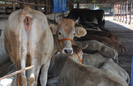 Kurban fiyatları bu sene el yakacak