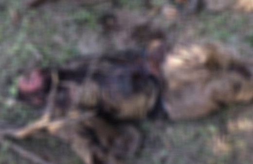 Tunceli'de öldürülen PKK'lıların son halleri biri mavi listedeydi!