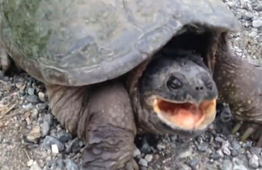 Kaplumbağanın inanılmaz saldırısı kamerada!