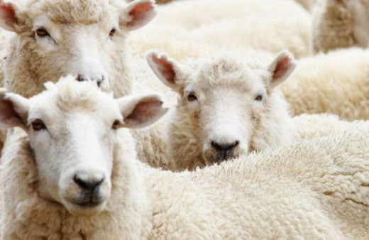 Kurbanlık alacaklar dikkat bu oyuna gelmeyin!