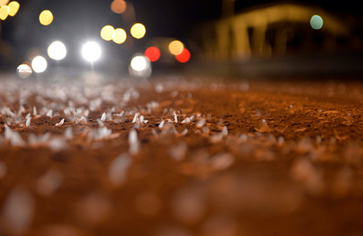 Ardahan'da binlerce kelebeğin 'ölüm uçuşu'