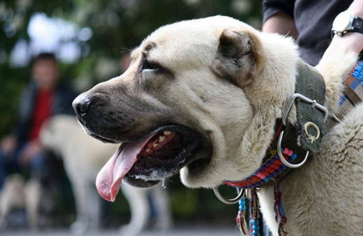 Polisin yanında artık onlar olacak