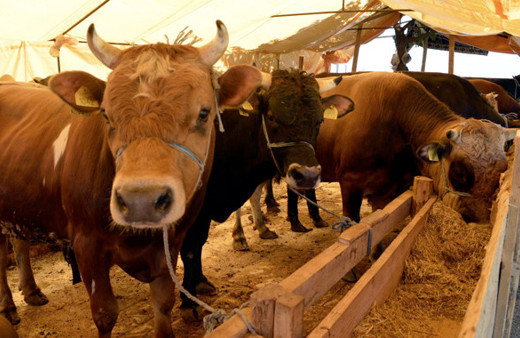 Kurbanlık satışında büyük oyun!