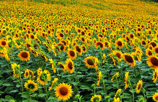 Tarım havzalarında desteklenecek 21 ürün belli oldu