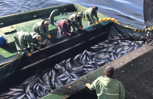 Türk balıkçıları rakiplerini kıskandırdı