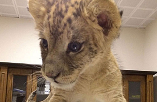 Cizre'de bir araçta aslan bulundu