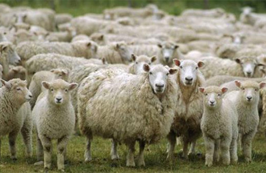 Zincir marketlerden adrese teslim kurbanlık hizmeti 