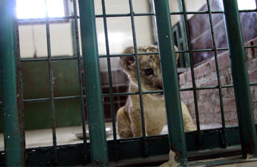 Cizre'de durdurulan araçta bulunan yavru aslana özel bakım