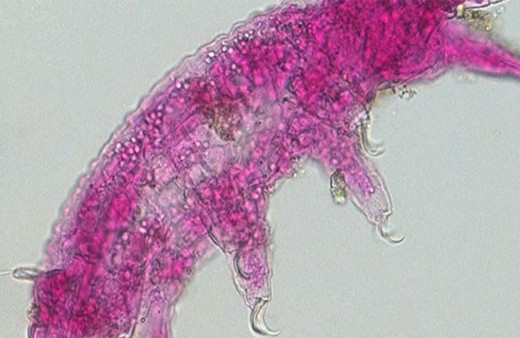 Türkiye'de dünya literatürüne girecek bir canlı keşfedildi