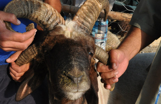 Sokakta kurban kesene ceza kesislecek