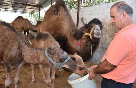 Kurbanlık develer büyük ilgi görüyor