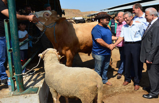 Bu koçu alana dana bedava