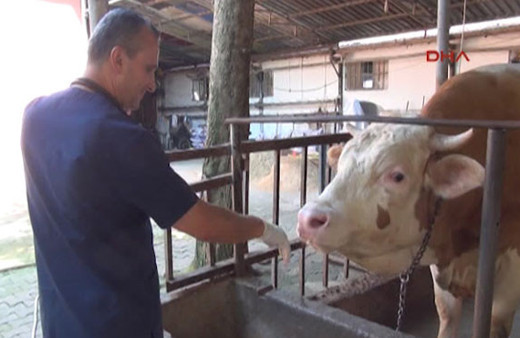 Kazasız kurban kesimi için 'Reuff' tekniği